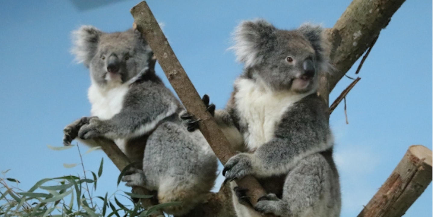 There are a number of Southern koalas at Longleat 
