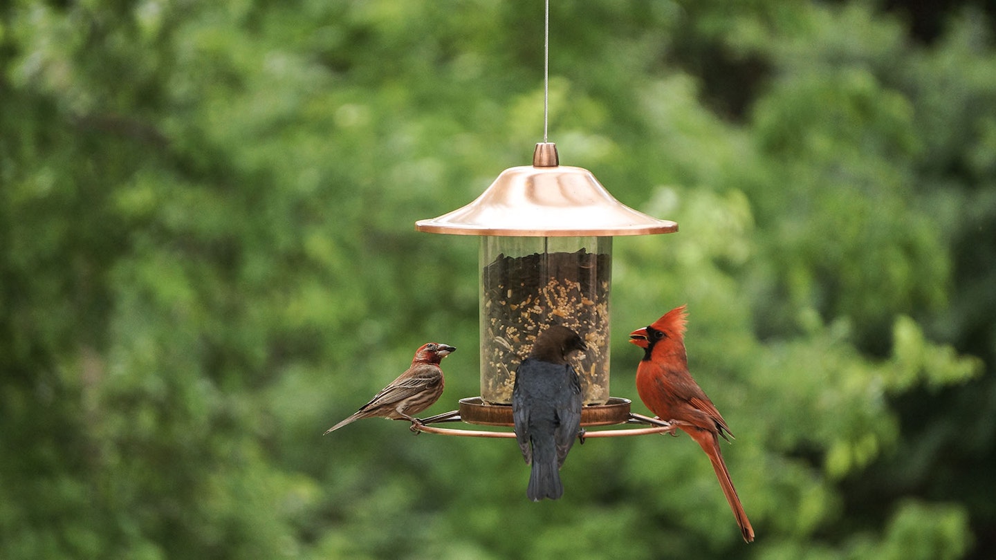 Birds eating on the best bird feeders 