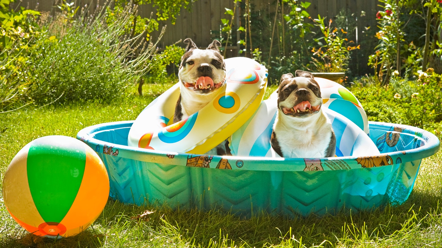 dogs in the paddling pool