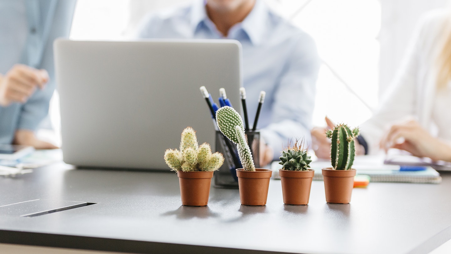The best desk plants to cheer up your office