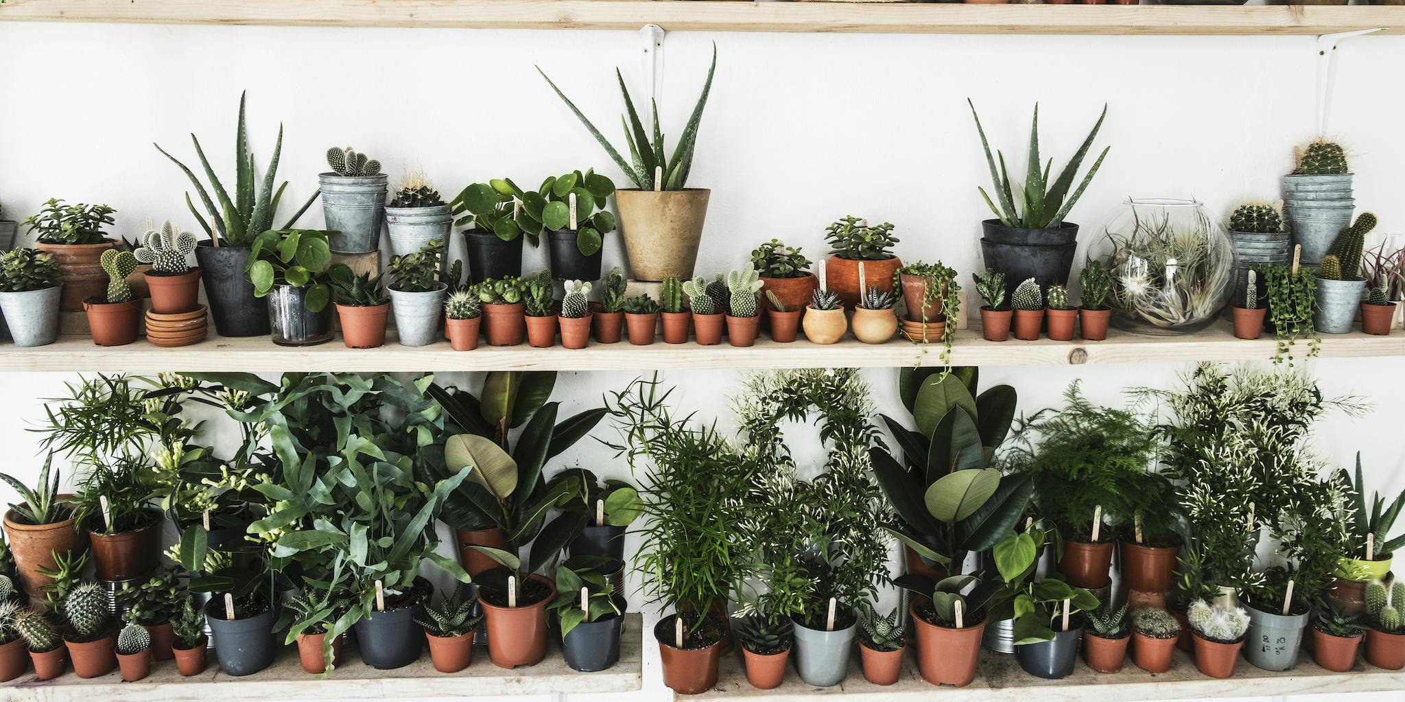 The Best Plant Subscription Boxes