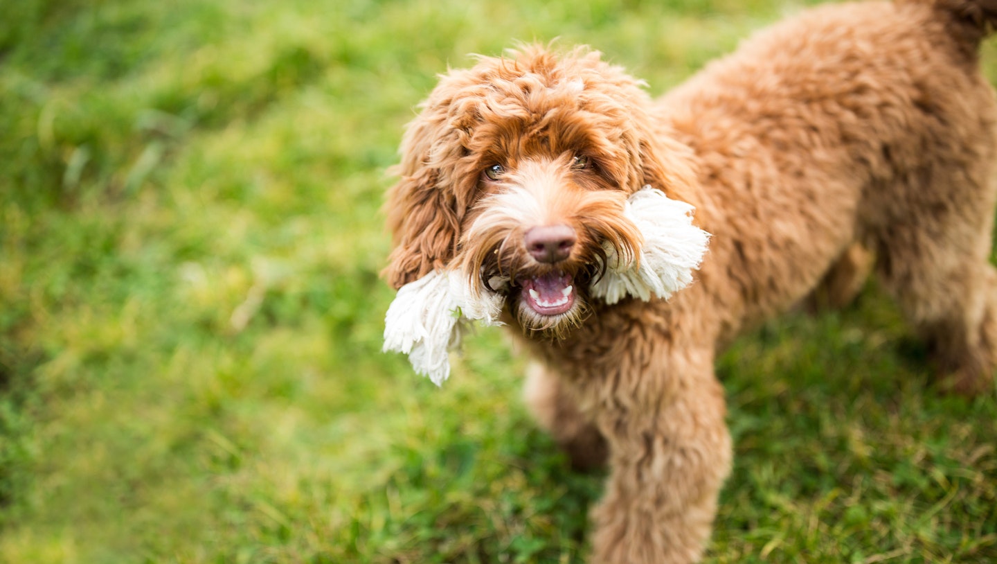 Fluffy labradoodle dog carrying rope toy