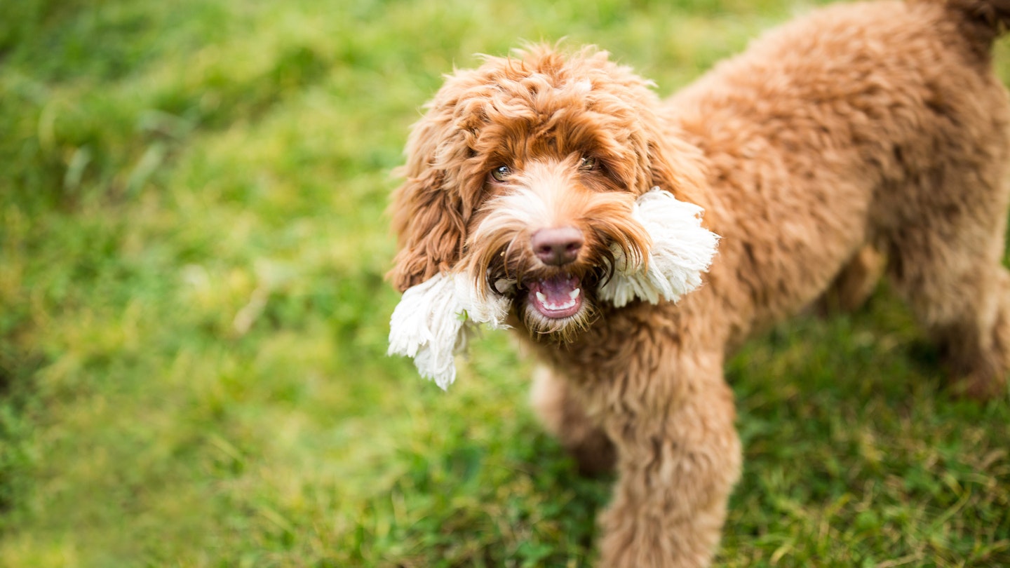 Fluffy labradoodle dog carrying rope toy