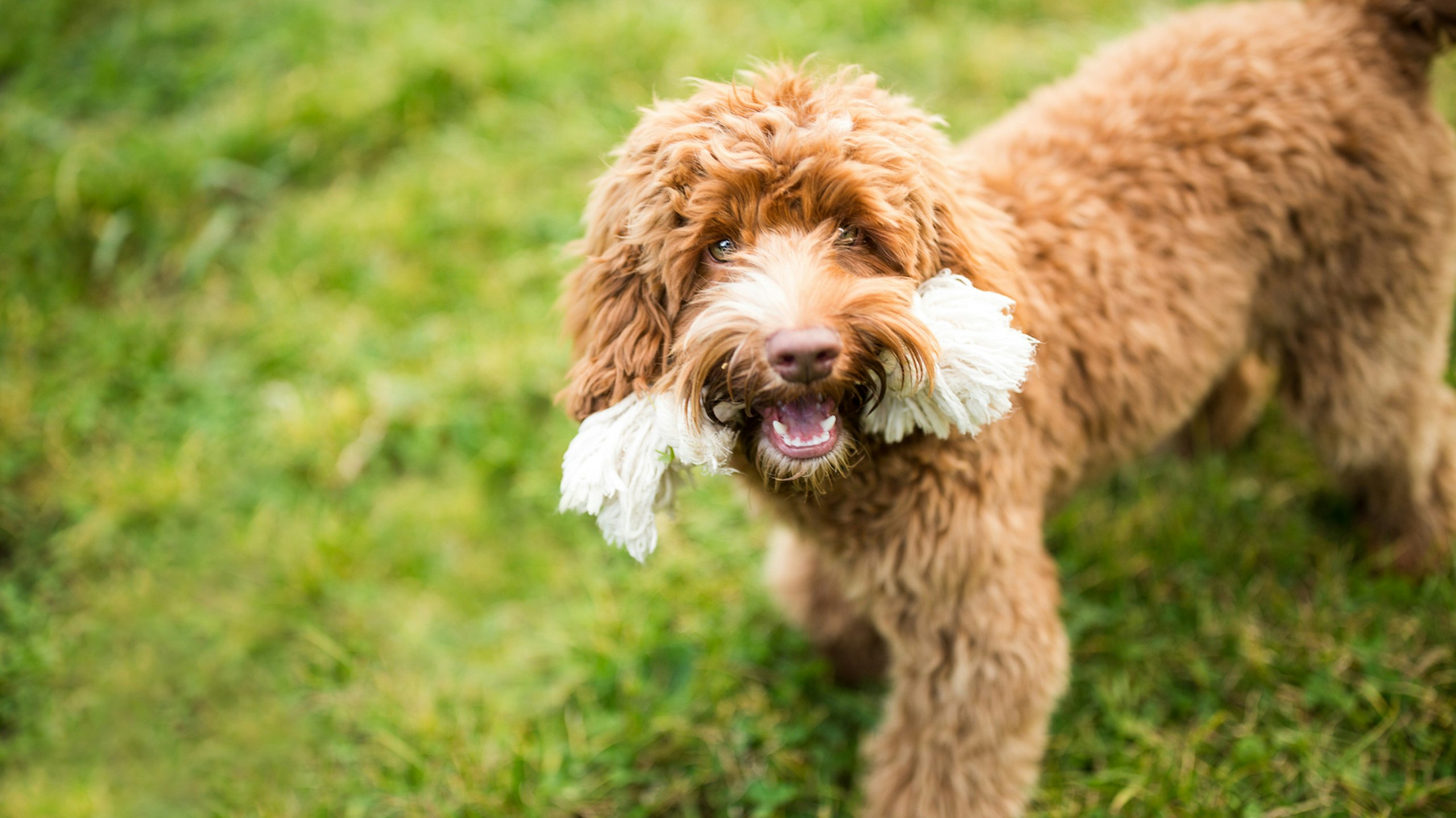 Fluffy labradoodle dog carrying rope toy