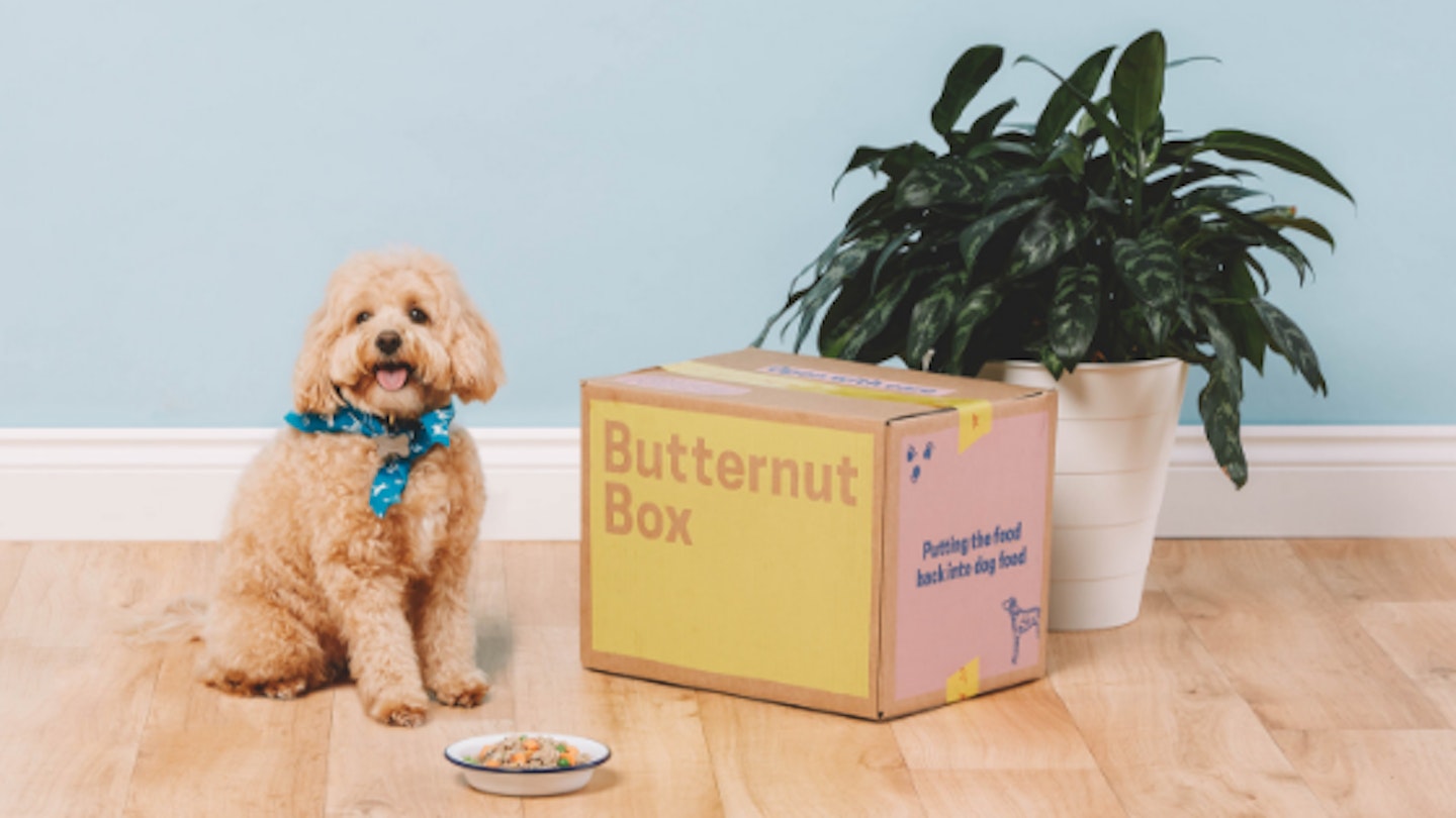 The Best Dog Subscription Bo To