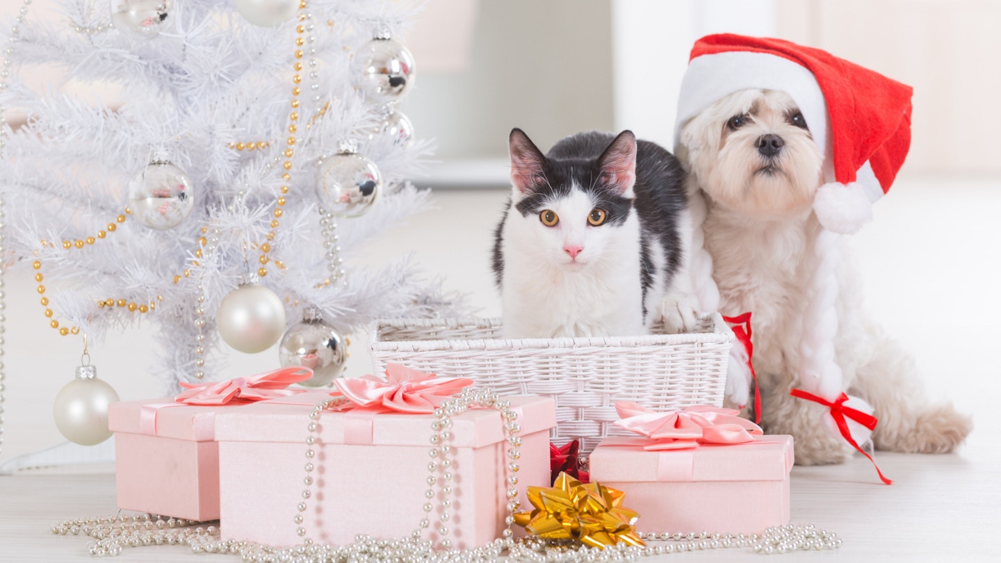 Pet Christmas gifts