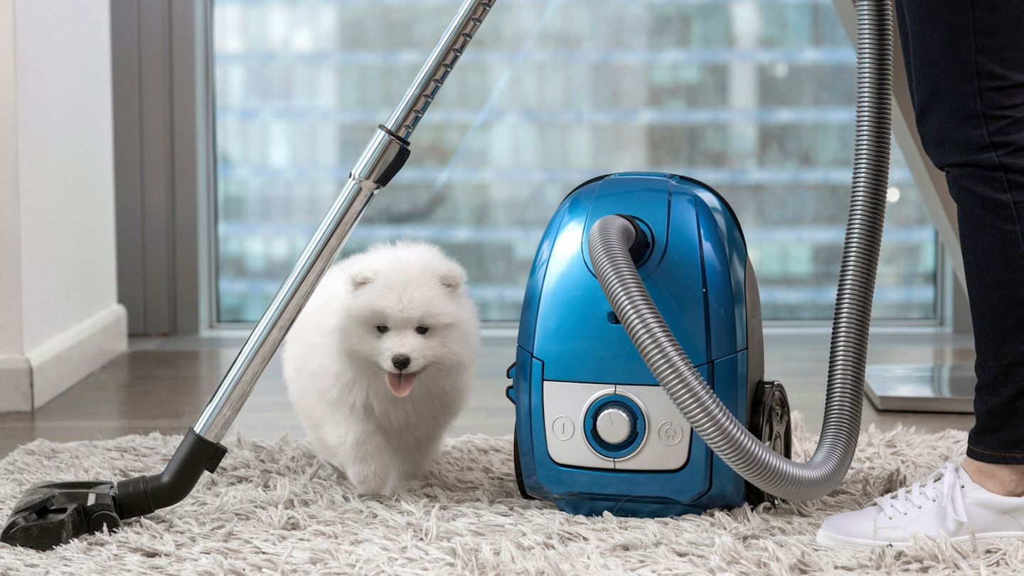 Person hoovering with small white dog standing near