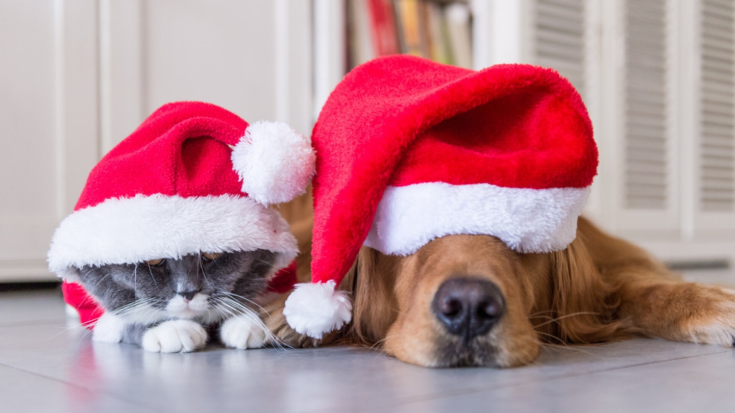 festive pets