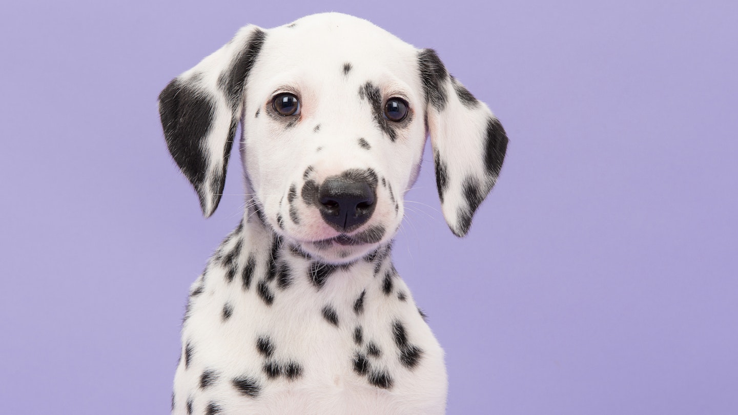 Dalmatian Puppy 