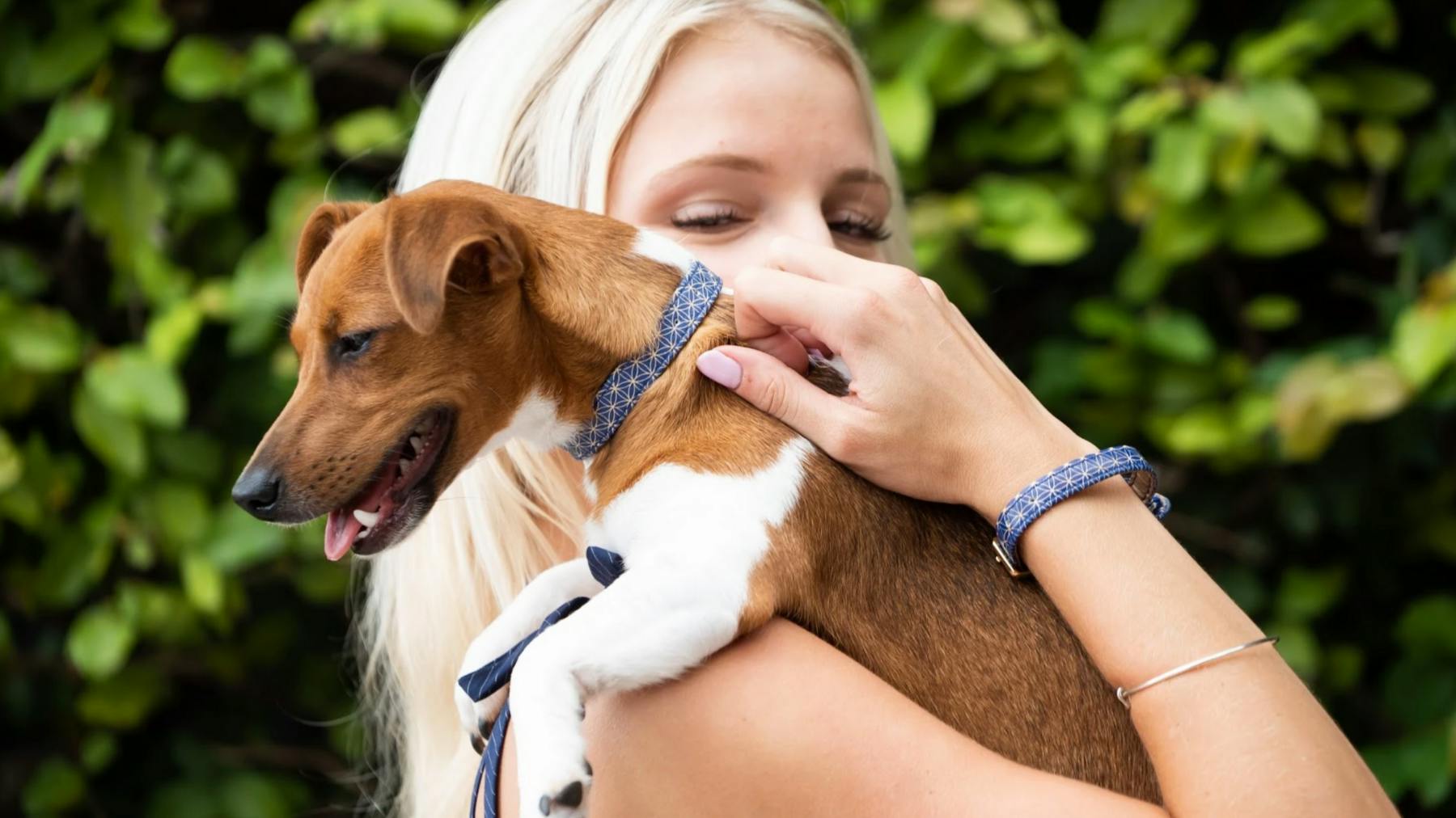 The best dog collars for your favourite pooch Home What's The Best