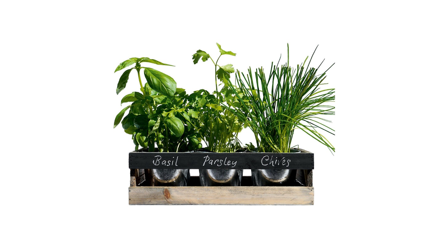 Viridescent Indoor Herb Garden Kit