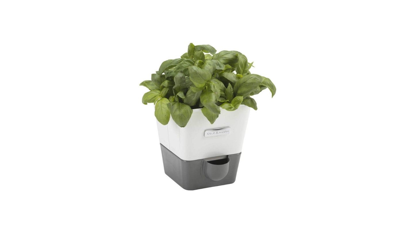 Cole & Mason Herb Keeper