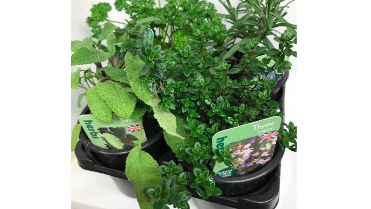 Herbs 4 Pack Quality Selection of Plants Ready to Plant Out
