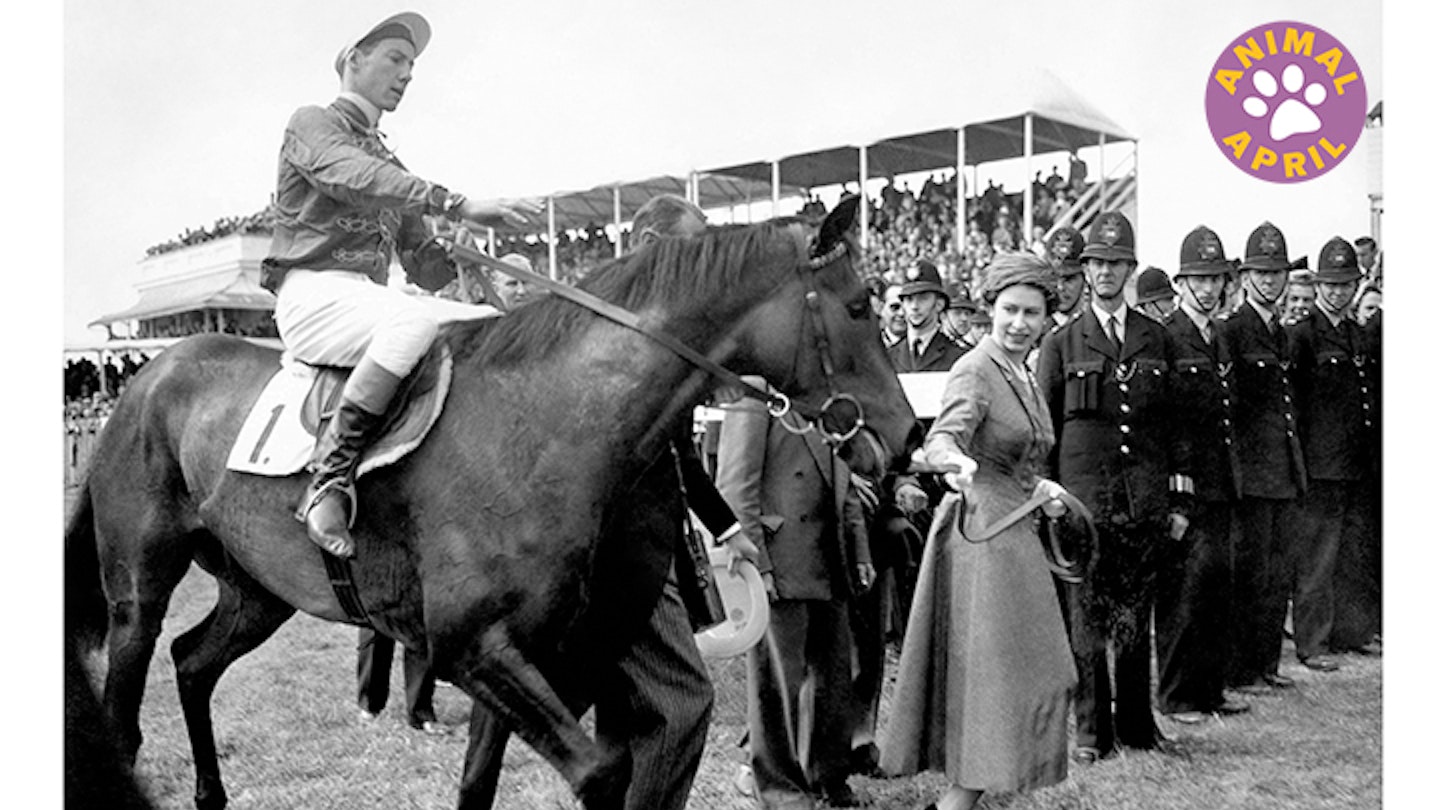 queen-elizabeth-horse-racing
