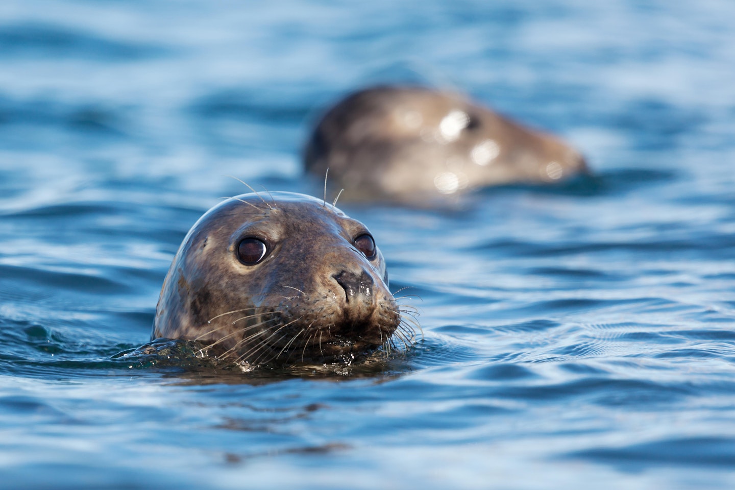 Seal-spotting