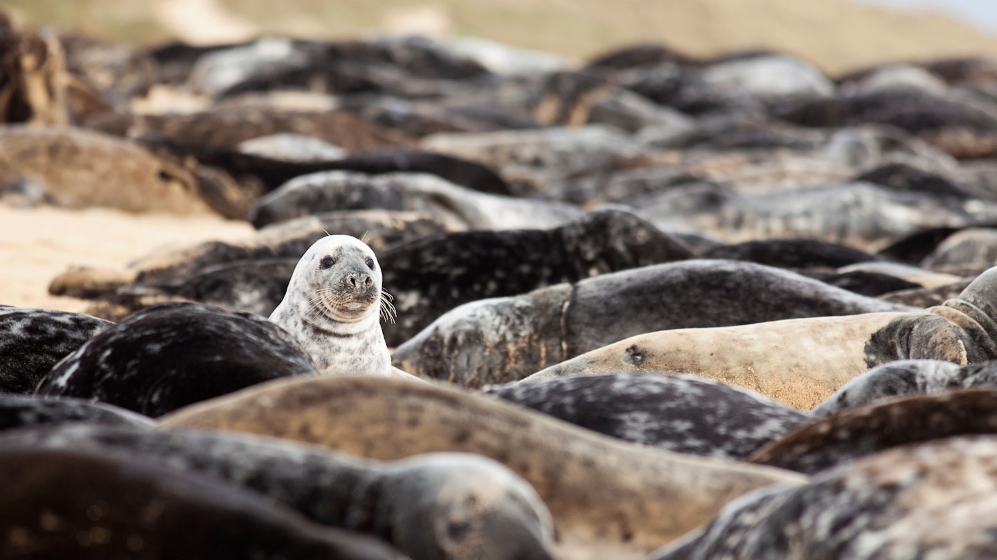 Seal-spotting-in-Norfolk