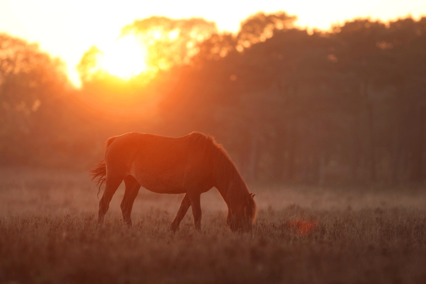 Horses-in-Hampshire-countryside