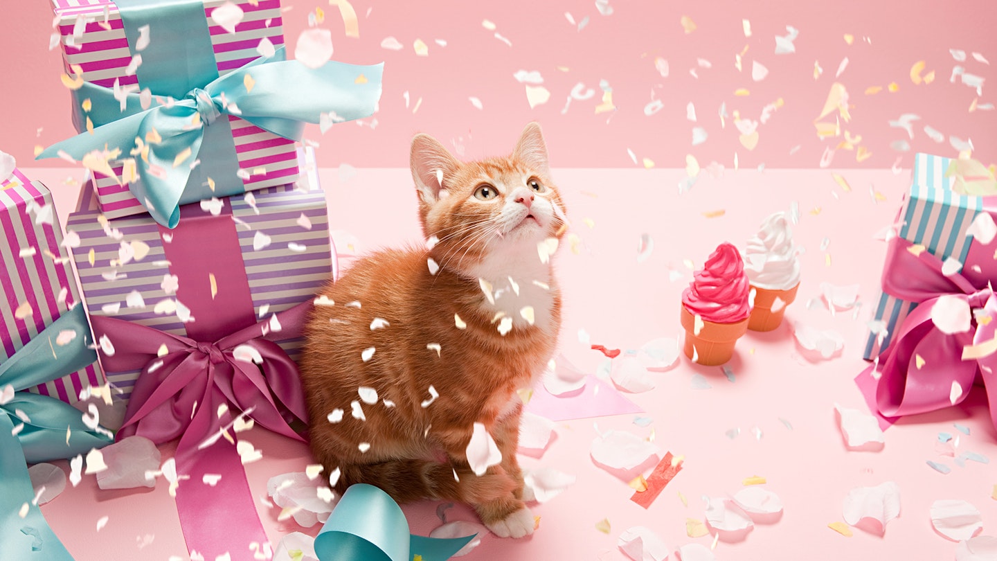 Cat enjoying a birthday party with confetti