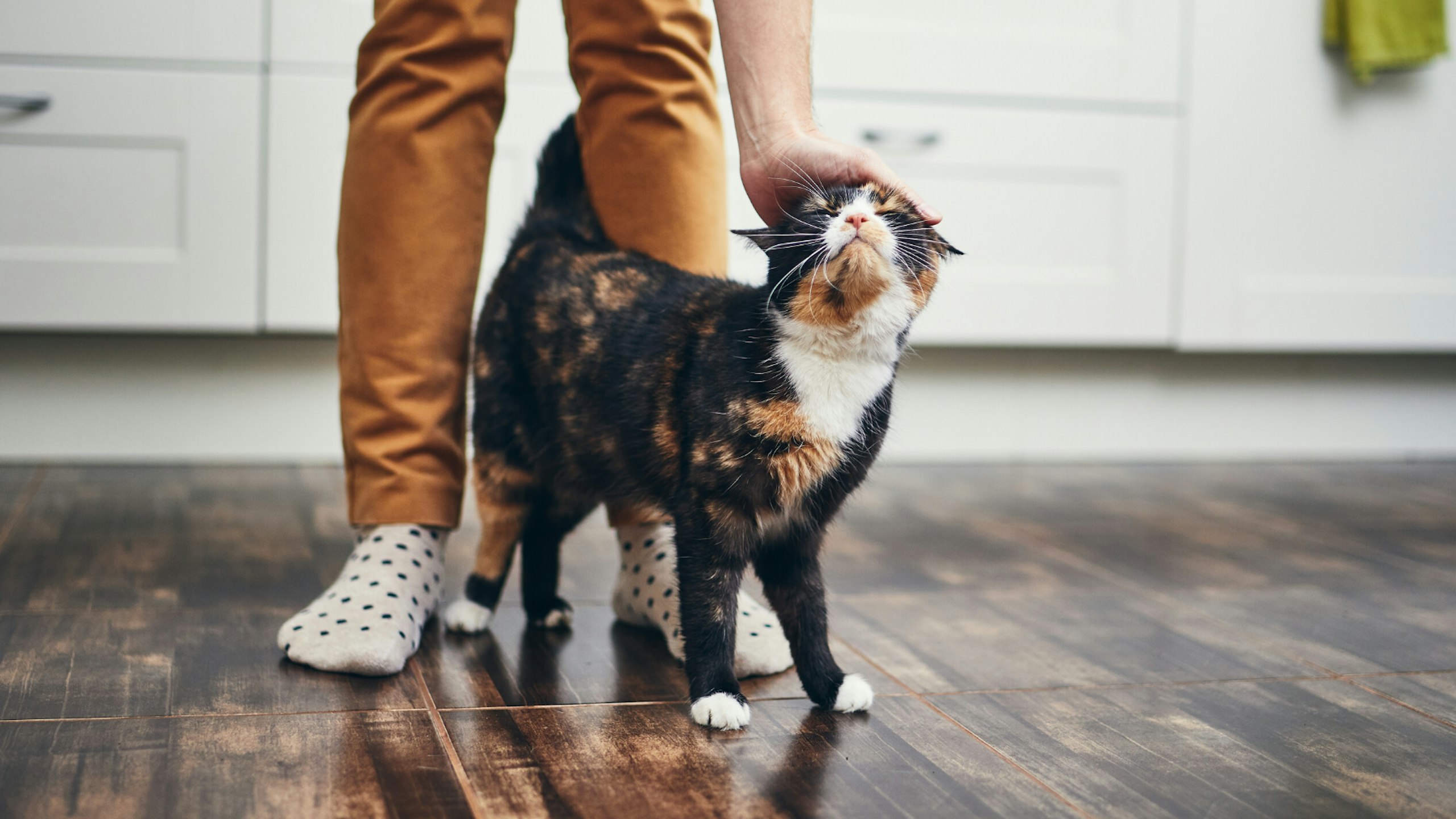 Person stroking cat on kitchen floor