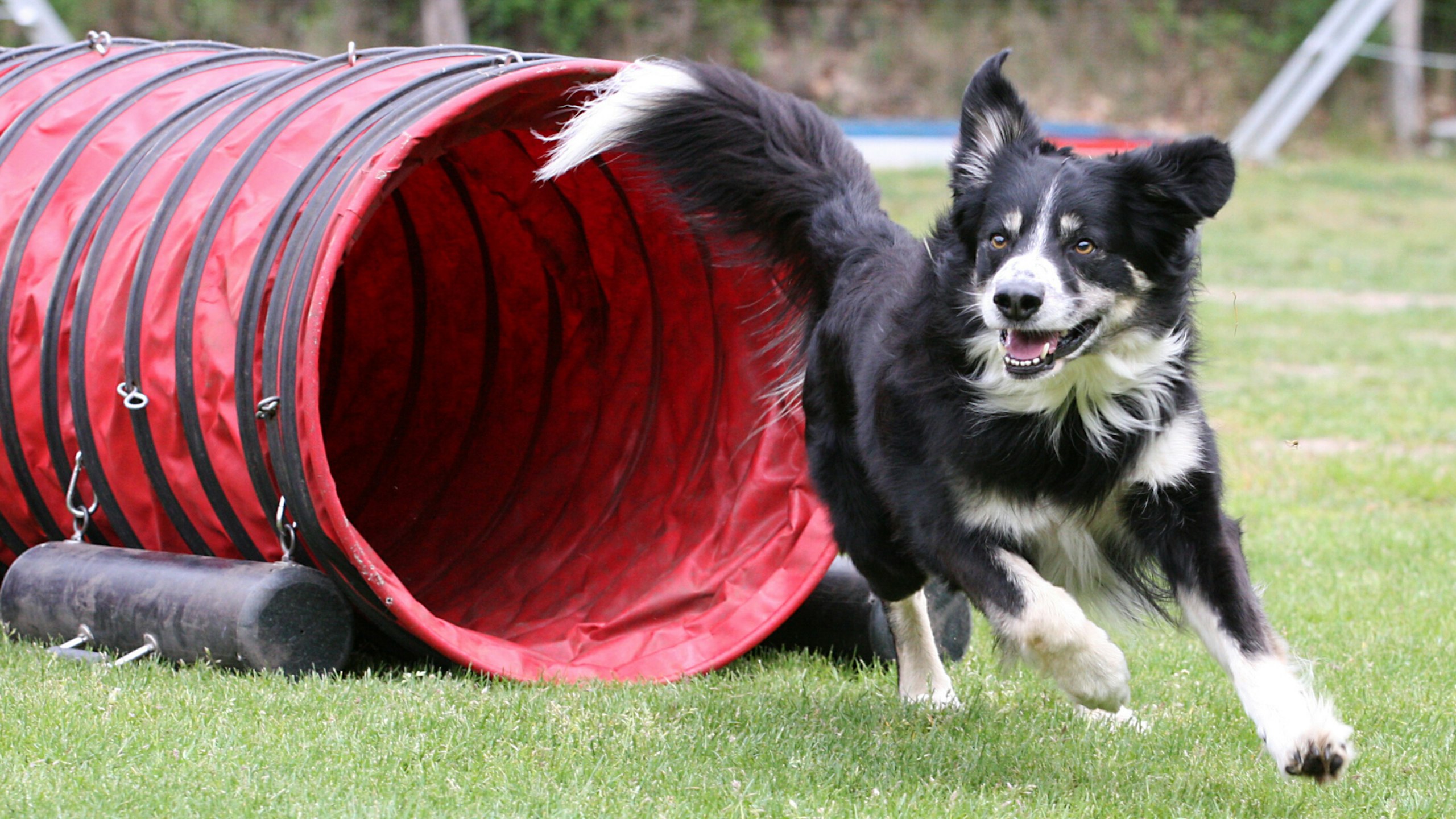 Collie running through tunnel