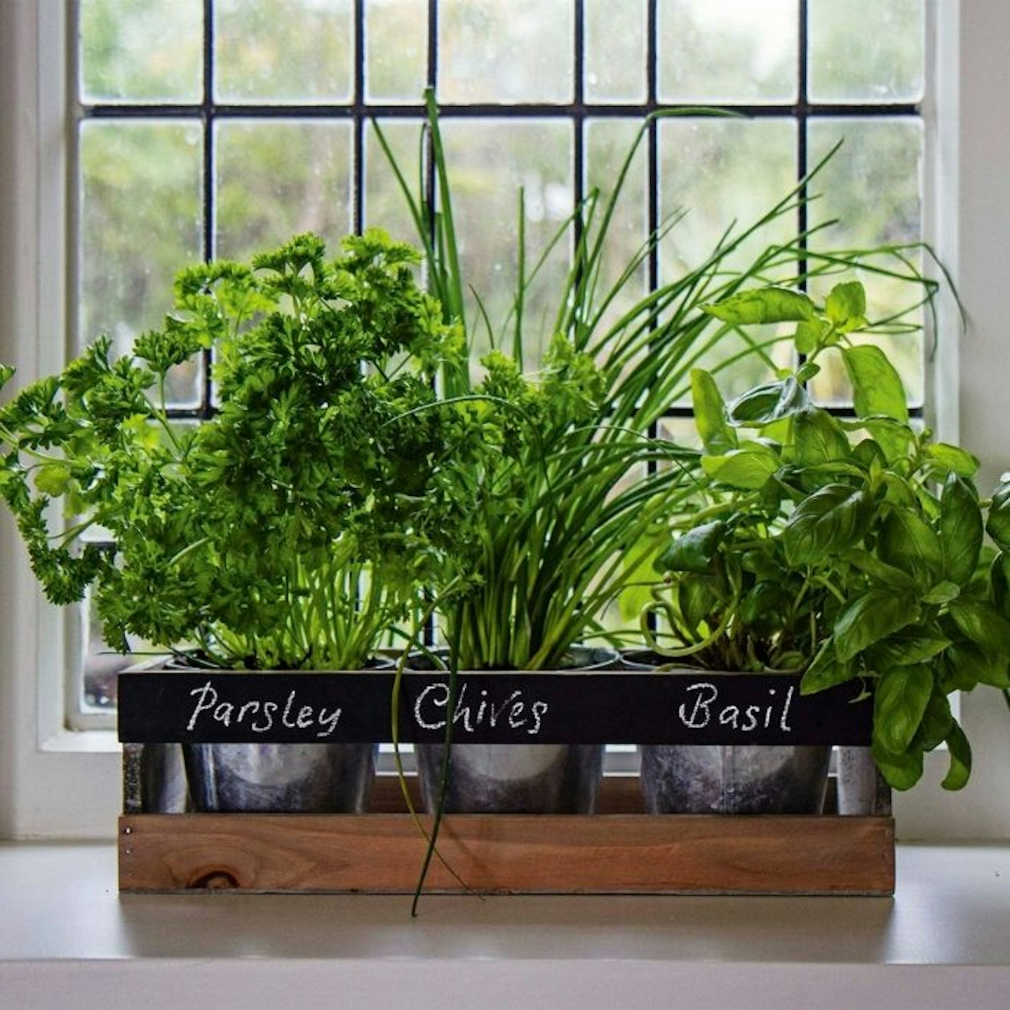 Viridescent Indoor Herb Garden Kit