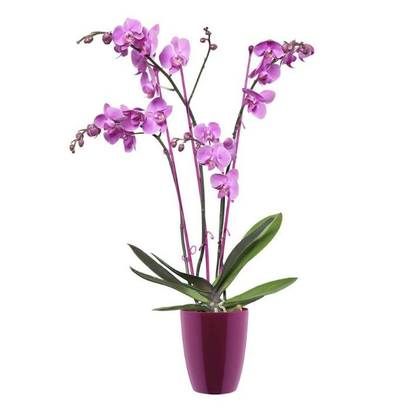 Live orchid plant plus pot