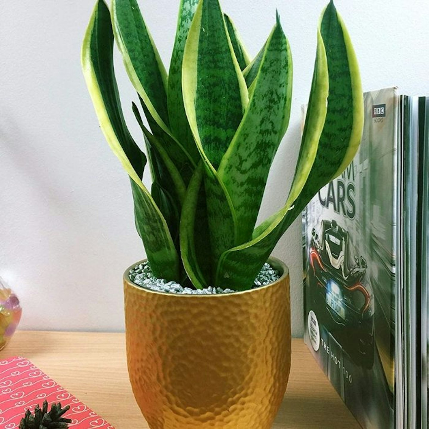 Snake plant and pot