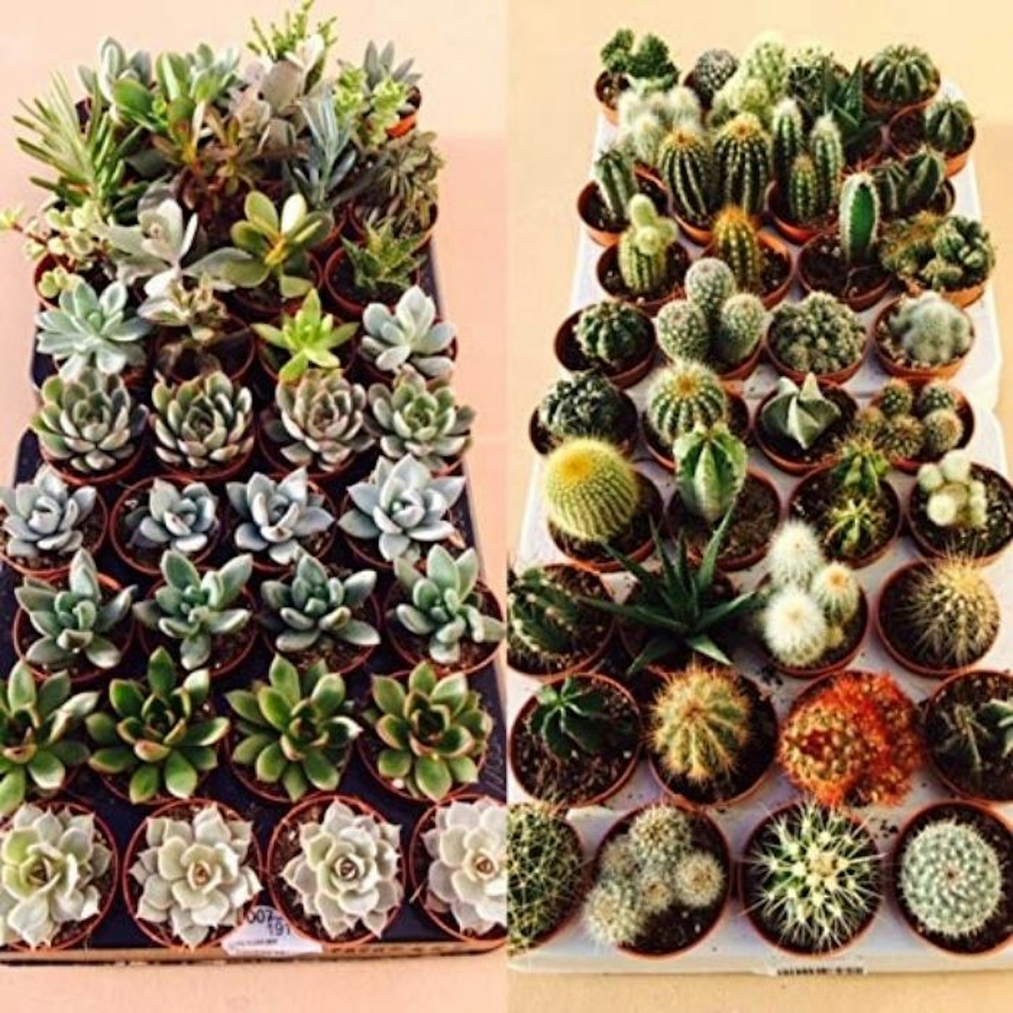Succulent and Cactus Plant Mix
