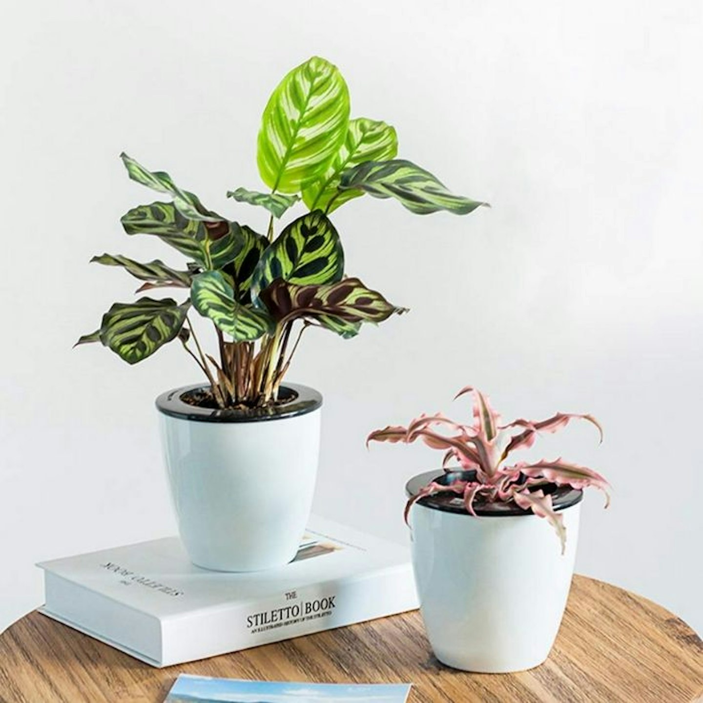 Self-Watering Plant Pots