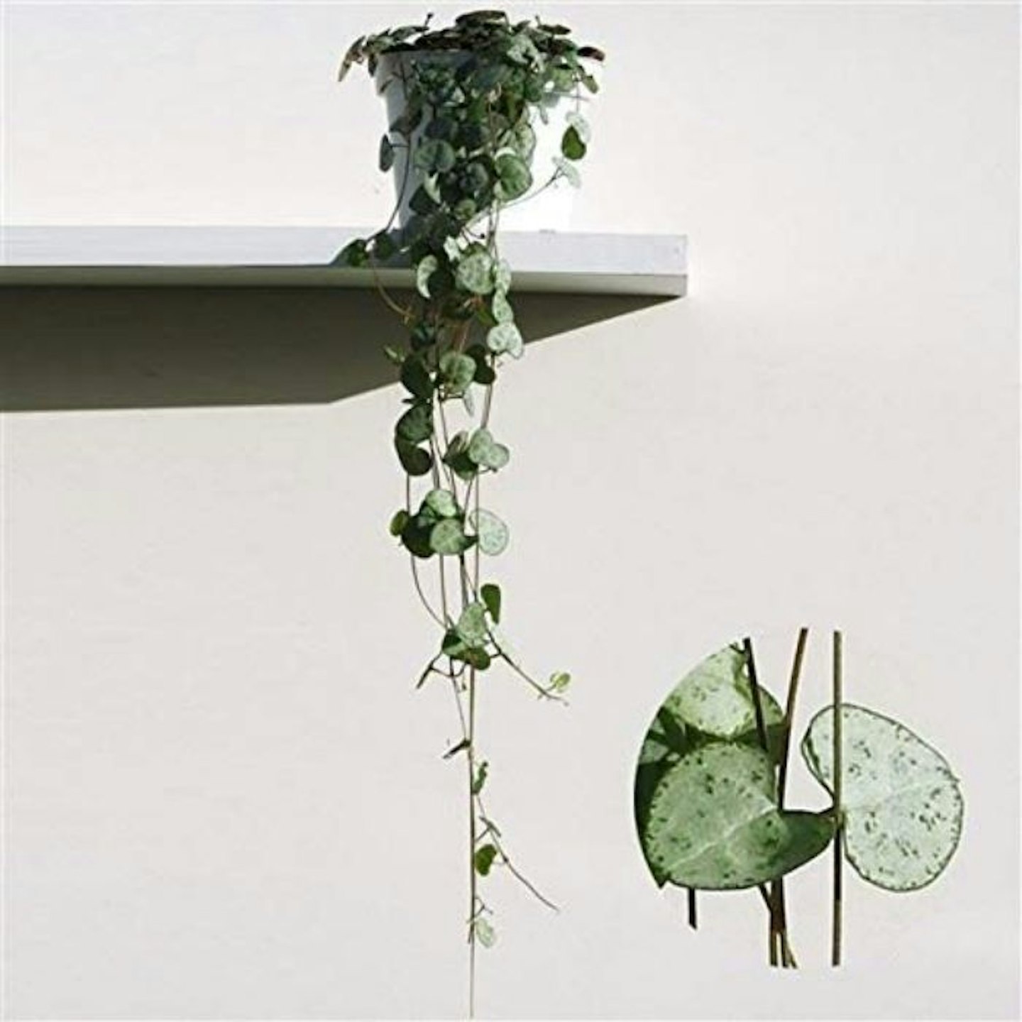 Ceropegia Woodii Trailing houseplant
