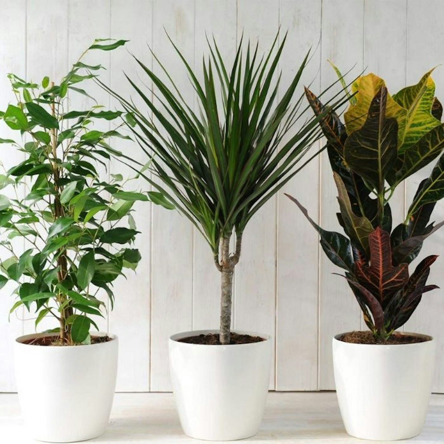 Evergreen Indoor House Plants