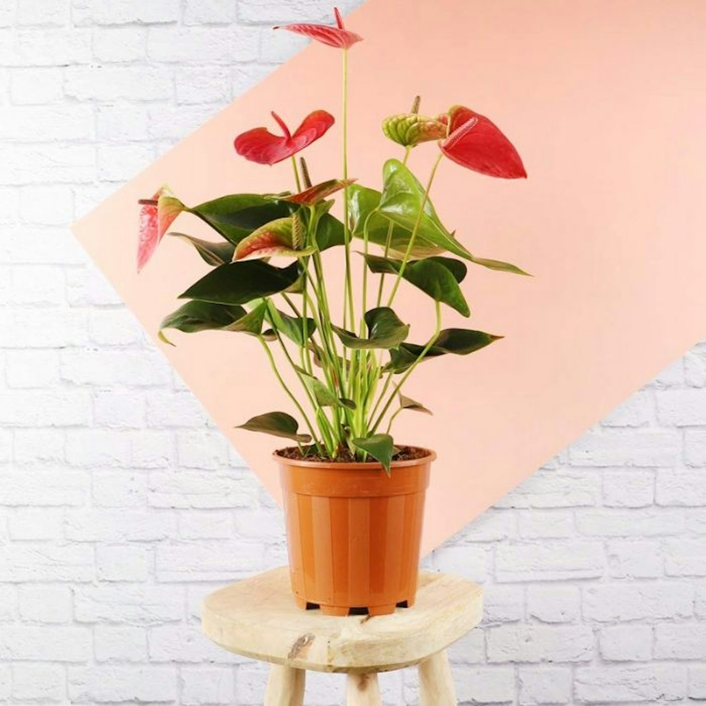 Red Anthurium Plant