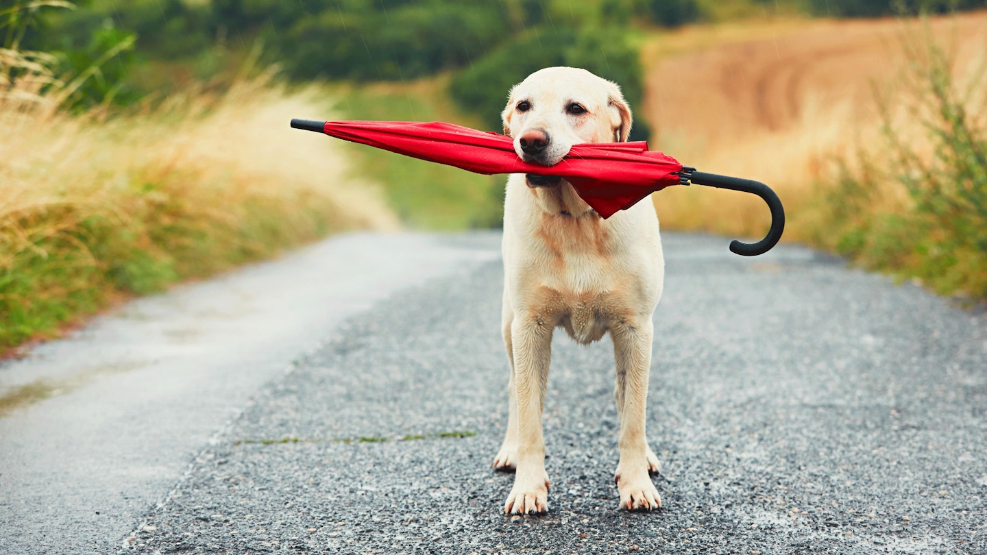 Dog-weather-rain