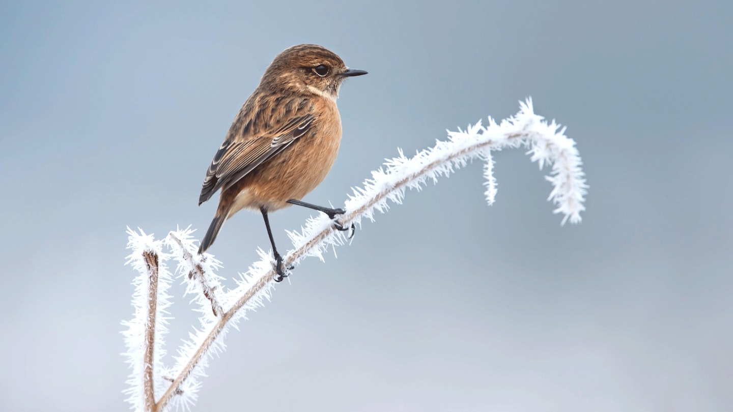 Bird-in-cold