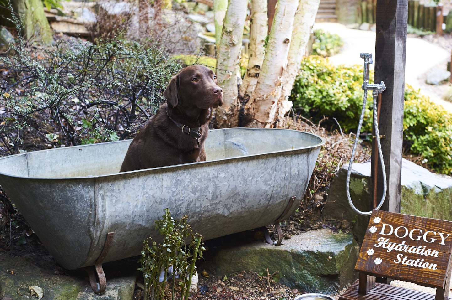 Fish-hotel-for-dogs 