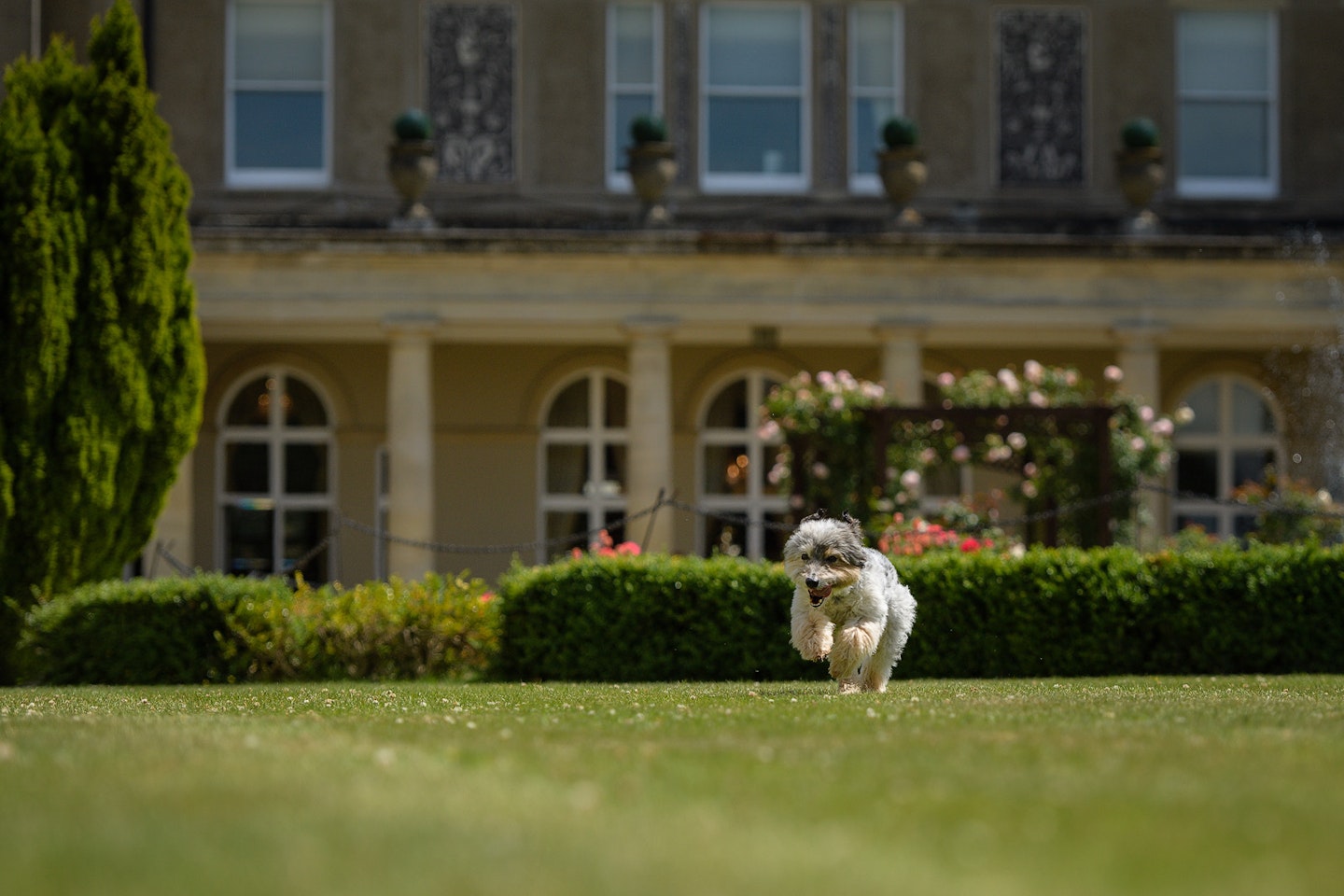 Laary-at-Down-hall-hotel-and-spa