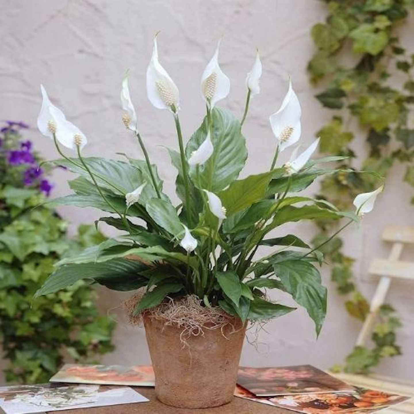 Spathiphyllum Chopin Peace Lily
