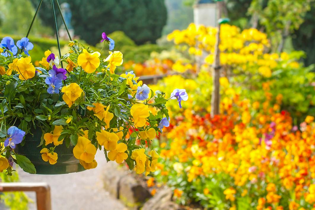 Hanging Baskets