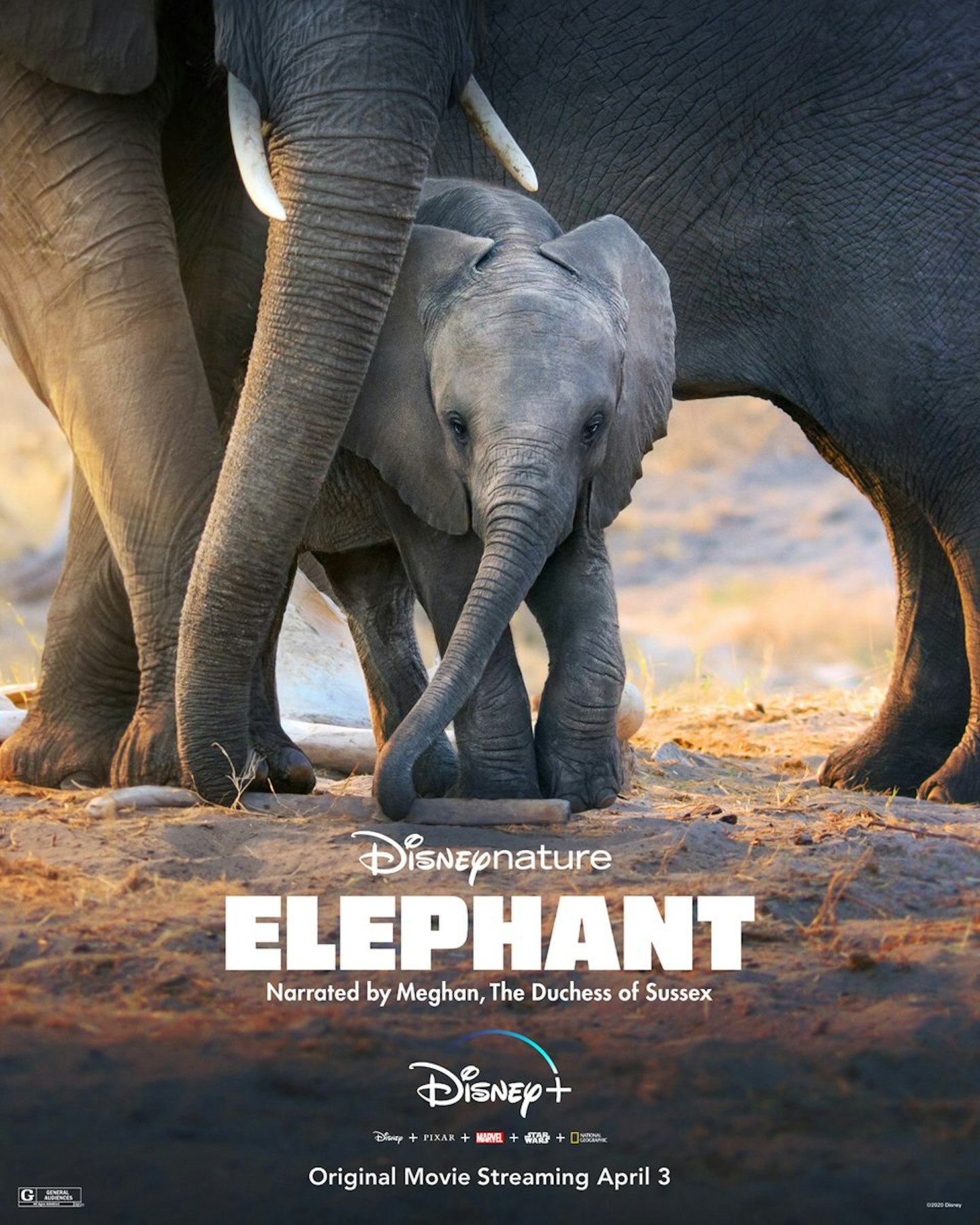 Elephant will stream on Disney+ 
