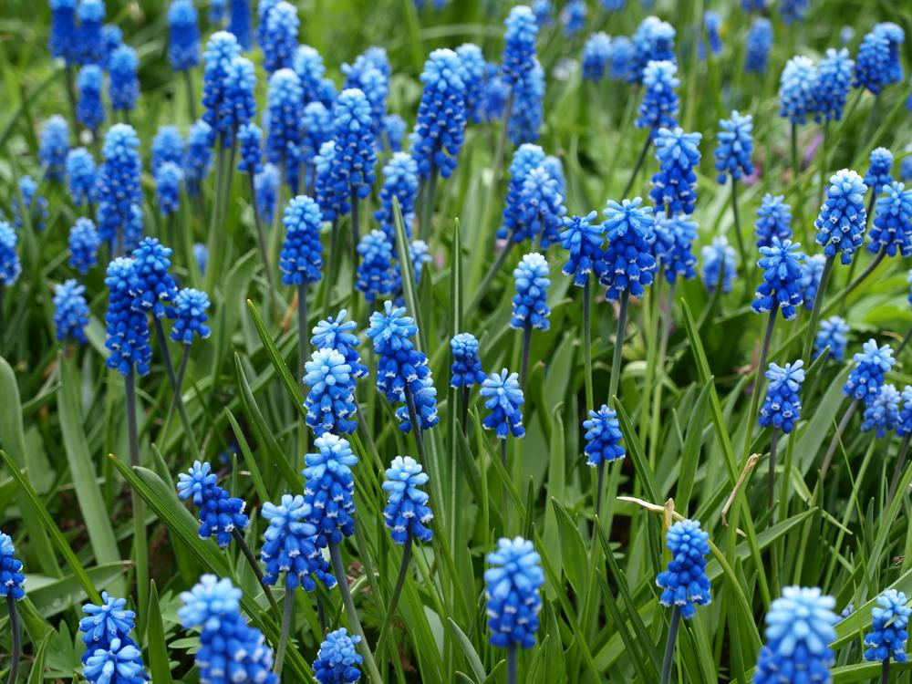 Muscari