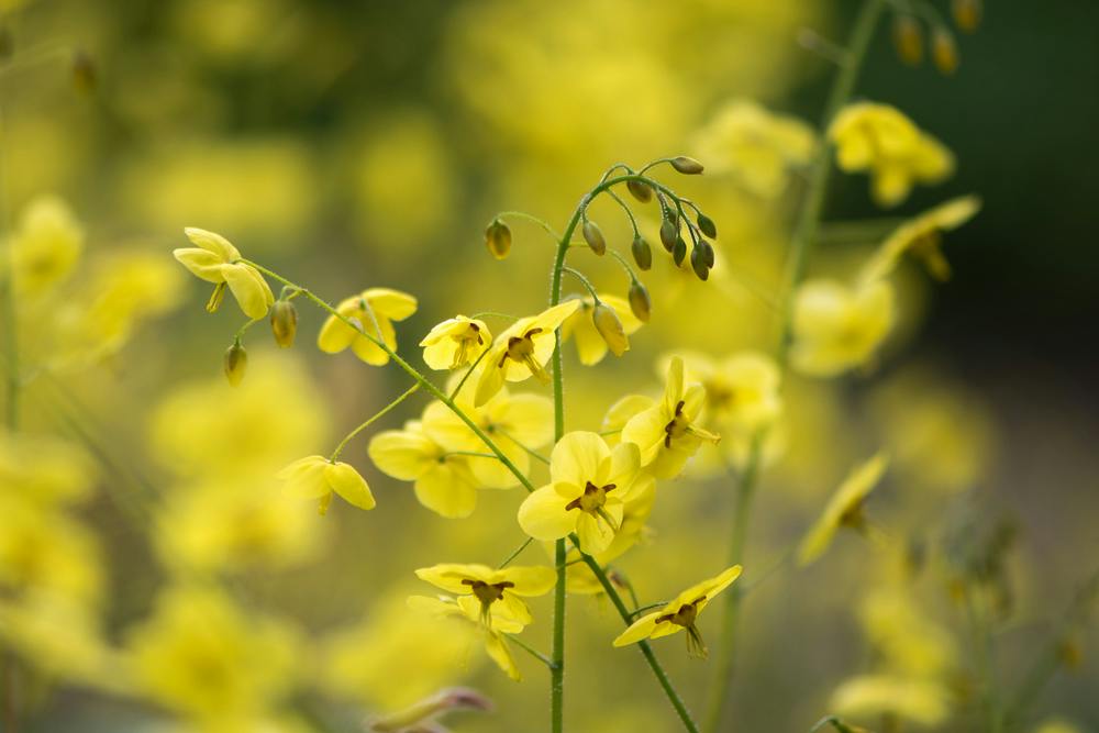 Epimedium
