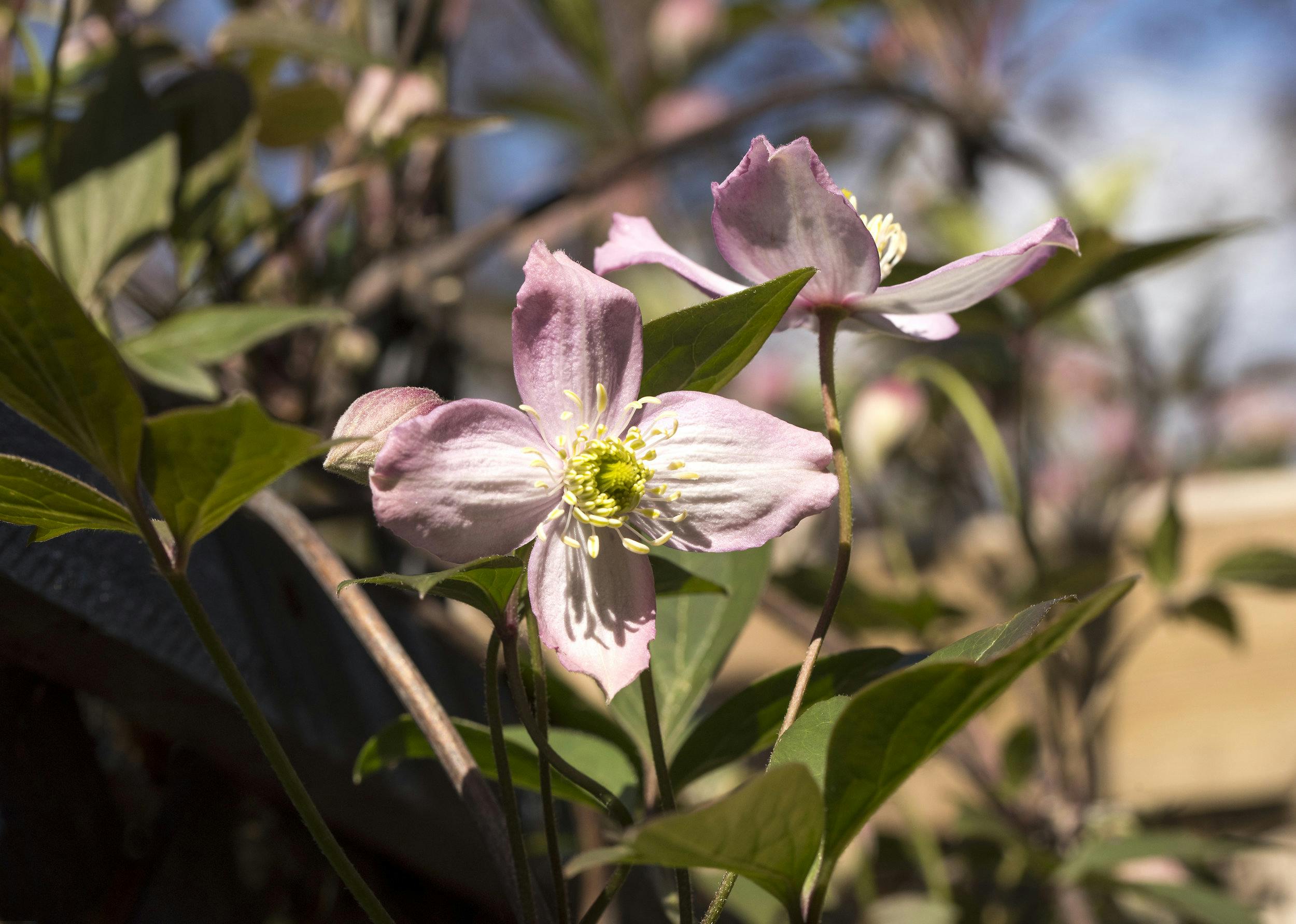 Winter-Flowering Clematis