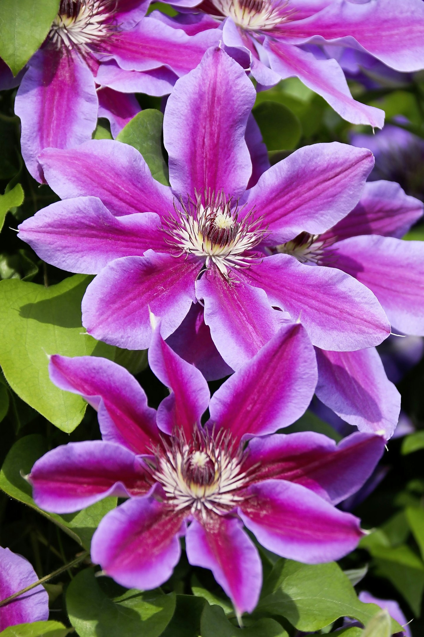 Large-Flowered Clematis