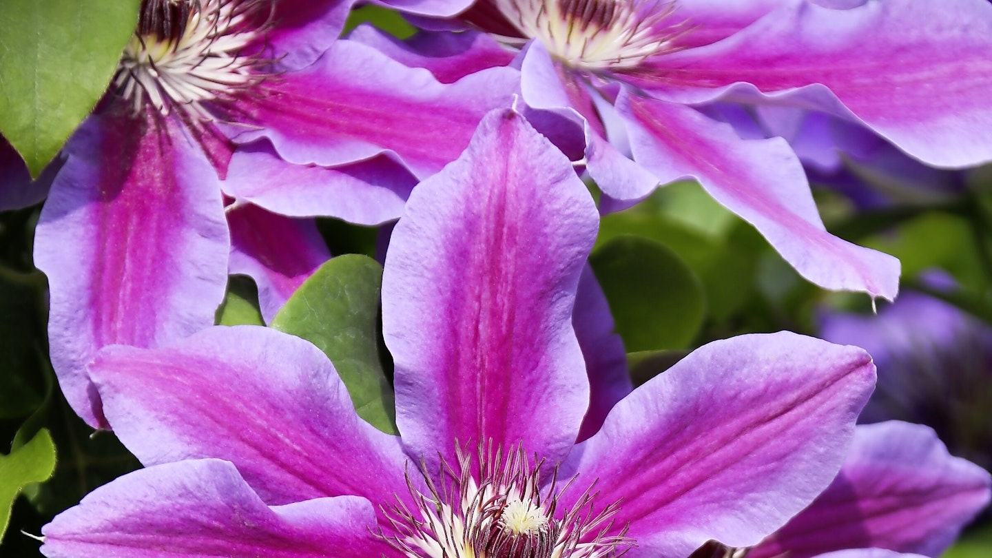 Large-Flowered Clematis