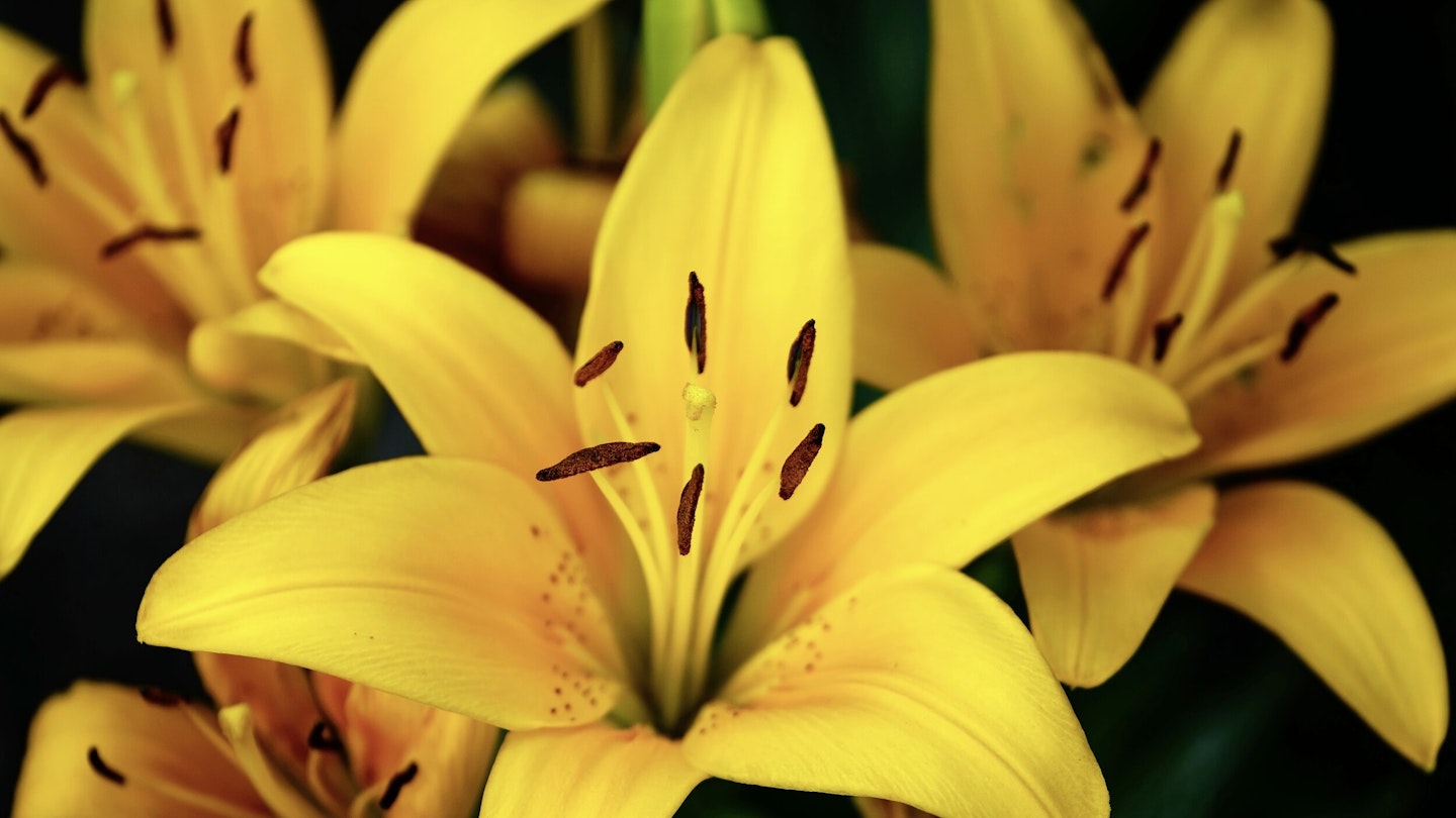 Compact Lilies For Dramatic Summer Pots