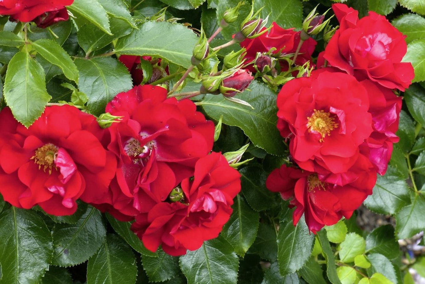 Flower Carpet Red Velvet