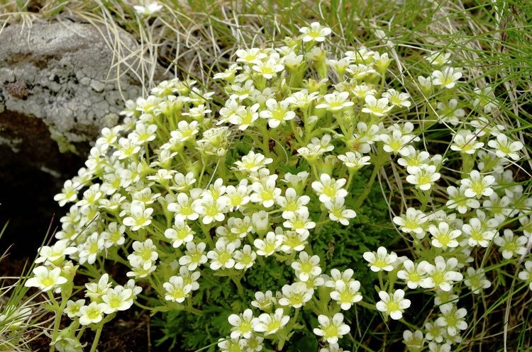 SAXIFRAGES