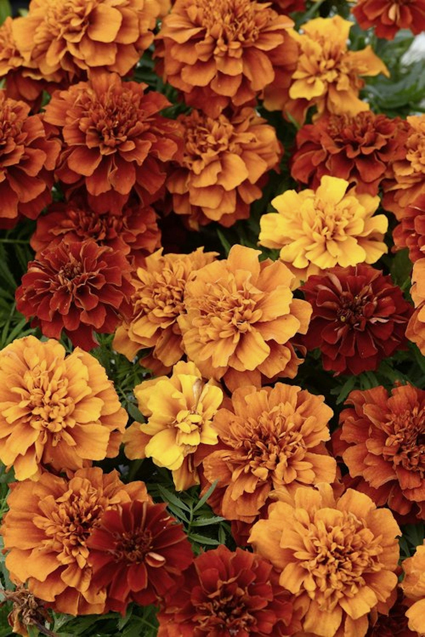 Summer Lovelies