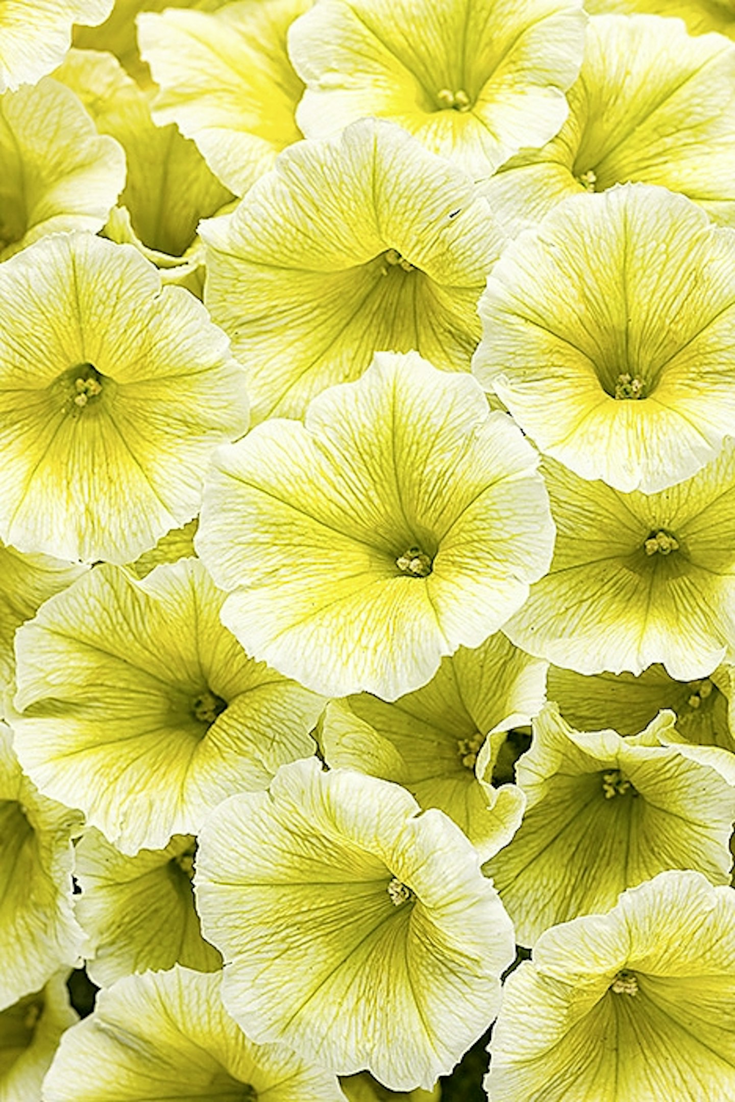 Summer Lovelies