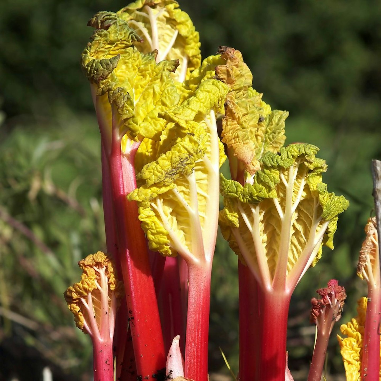 Get Ahead For Early Rhubarb